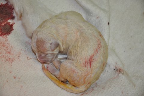Fotos/2012 N-Nest Sterre/Geboorte/DSC_0160.JPG