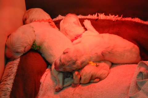 Fotos/2012 N-Nest Sterre/Geboorte/DSC_0163.JPG