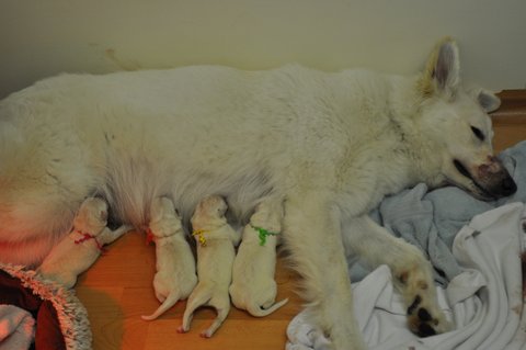 Fotos/2012 N-Nest Sterre/Geboorte/DSC_0164.JPG