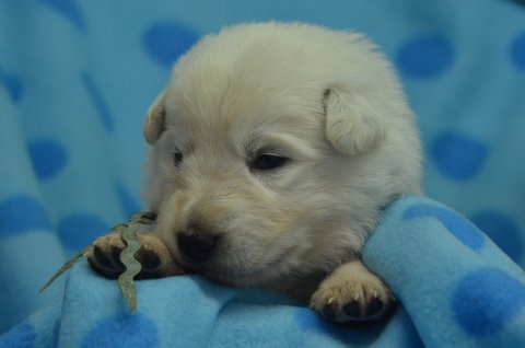 Fotos/2012 N-Nest Sterre/Week2/DSC_4639.JPG