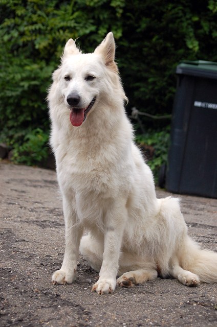 Fotos/NestWillow 2010/nest2010/4 weken dracht (2).JPG