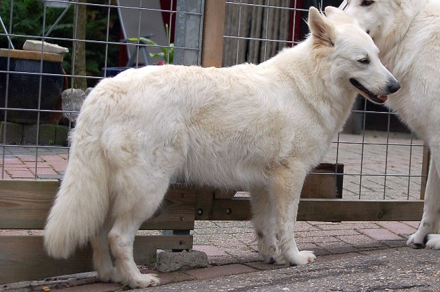 Fotos/NestWillow 2010/nest2010/4 weken dracht.JPG