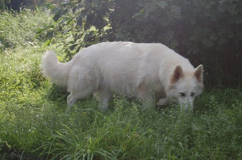 Fotos/NestWillow 2010/nest2010/dracht/DSC_0040.JPG