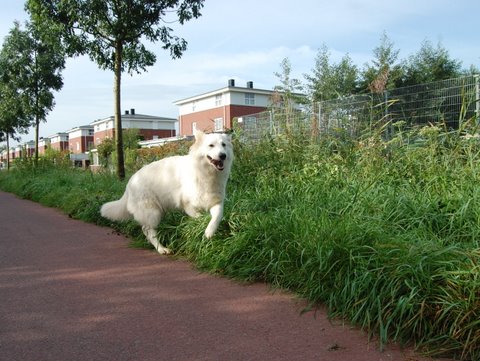 Fotos/NestWillow 2010/nest2010/dracht/DSC_0043.JPG