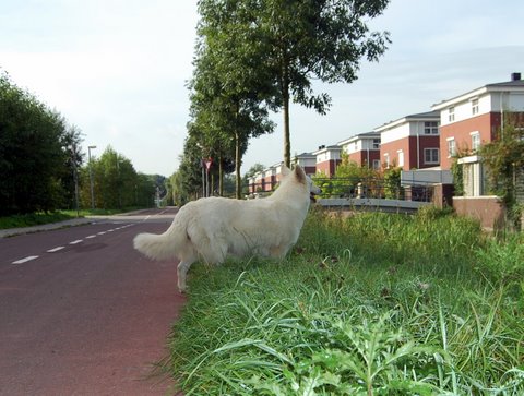 Fotos/NestWillow 2010/nest2010/dracht/DSC_0045.JPG