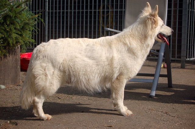 Fotos/NestWillow 2010/nest2010/dracht/DSC_4116.JPG