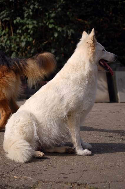 Fotos/NestWillow 2010/nest2010/dracht/DSC_4121.JPG