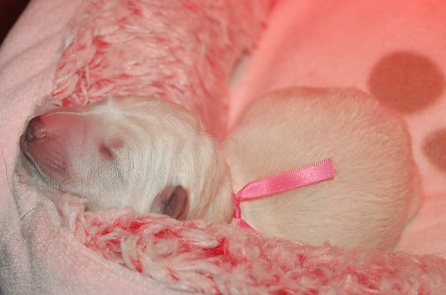 Fotos/NestWillow 2010/nest2010/Geboorte/Anouk van der Zee (11).JPG