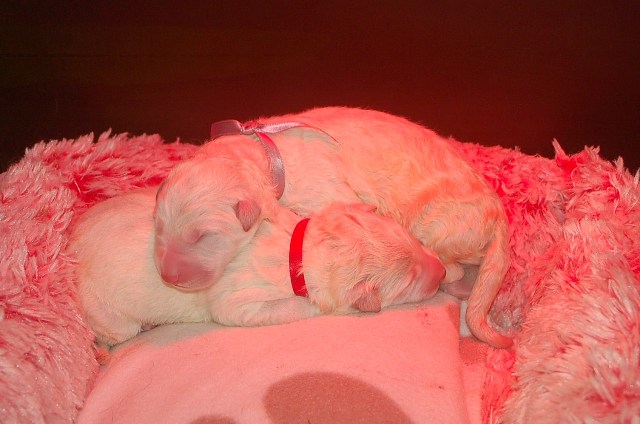 Fotos/NestWillow 2010/nest2010/Geboorte/Anouk van der Zee (12).JPG