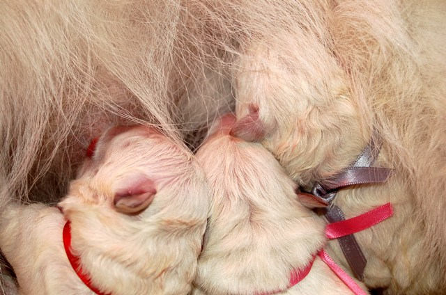 Fotos/NestWillow 2010/nest2010/Geboorte/Anouk van der Zee (14).JPG