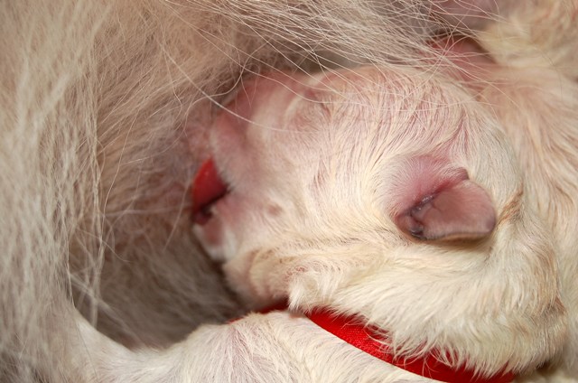 Fotos/NestWillow 2010/nest2010/Geboorte/Anouk van der Zee (15).JPG