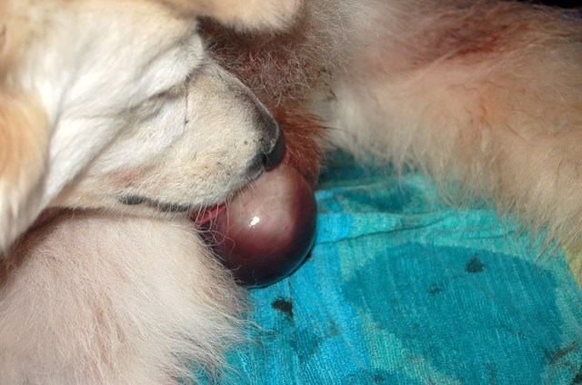 Fotos/NestWillow 2010/nest2010/Geboorte/Anouk van der Zee (16).JPG