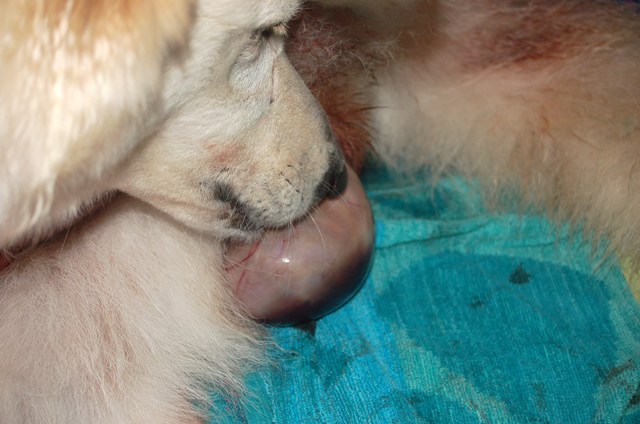 Fotos/NestWillow 2010/nest2010/Geboorte/Anouk van der Zee (17).JPG