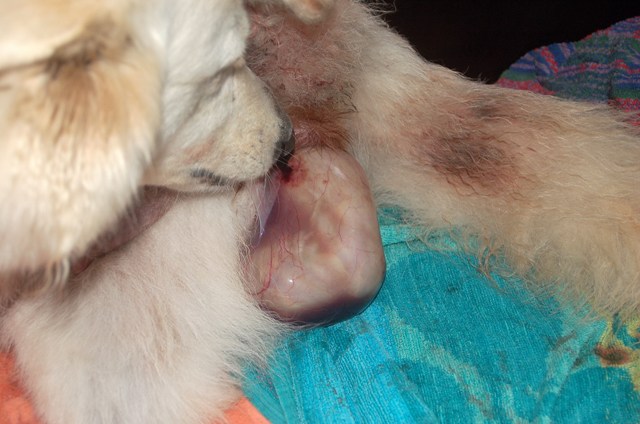 Fotos/NestWillow 2010/nest2010/Geboorte/Anouk van der Zee (18).JPG