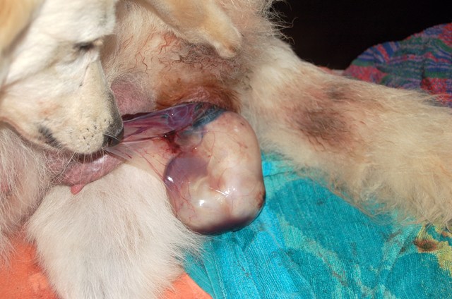 Fotos/NestWillow 2010/nest2010/Geboorte/Anouk van der Zee (19).JPG