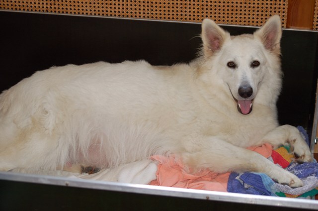 Fotos/NestWillow 2010/nest2010/Geboorte/Anouk van der Zee (2).JPG