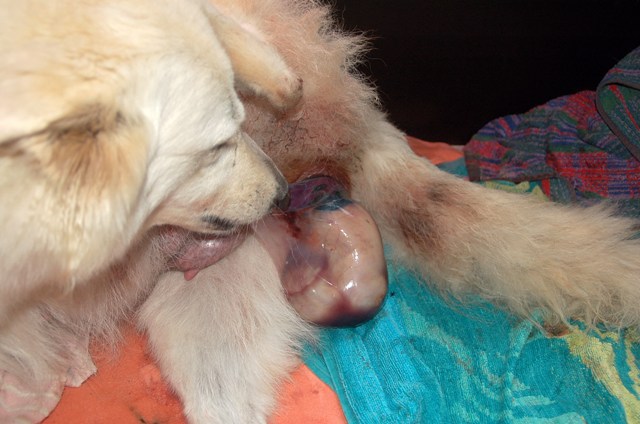 Fotos/NestWillow 2010/nest2010/Geboorte/Anouk van der Zee (20).JPG