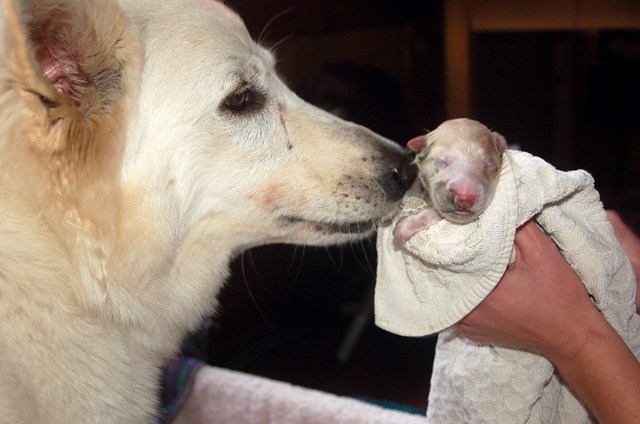 Fotos/NestWillow 2010/nest2010/Geboorte/Anouk van der Zee (21).JPG