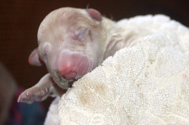 Fotos/NestWillow 2010/nest2010/Geboorte/Anouk van der Zee (22).JPG