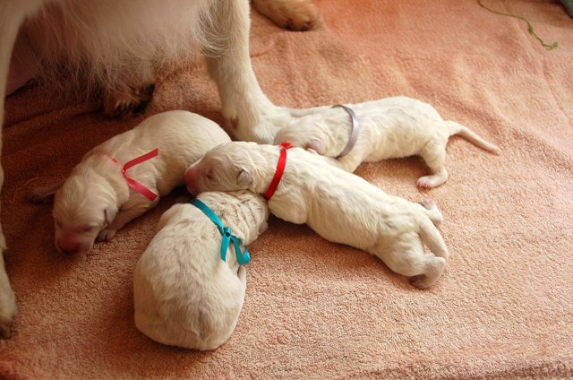 Fotos/NestWillow 2010/nest2010/Geboorte/Anouk van der Zee (24).JPG