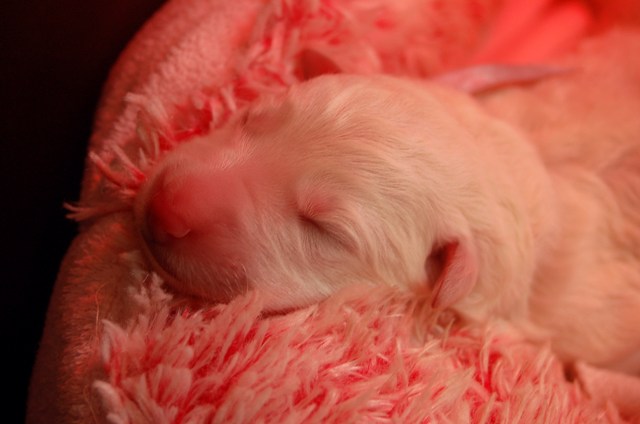 Fotos/NestWillow 2010/nest2010/Geboorte/Anouk van der Zee (27).JPG