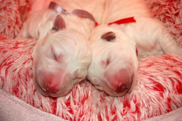 Fotos/NestWillow 2010/nest2010/Geboorte/Anouk van der Zee (29).JPG