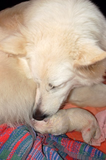 Fotos/NestWillow 2010/nest2010/Geboorte/Anouk van der Zee (3).JPG