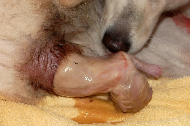 Fotos/NestWillow 2010/nest2010/Geboorte/Anouk van der Zee (30).JPG