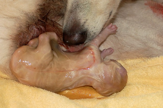 Fotos/NestWillow 2010/nest2010/Geboorte/Anouk van der Zee (31).JPG