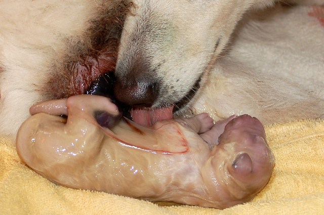 Fotos/NestWillow 2010/nest2010/Geboorte/Anouk van der Zee (32).JPG