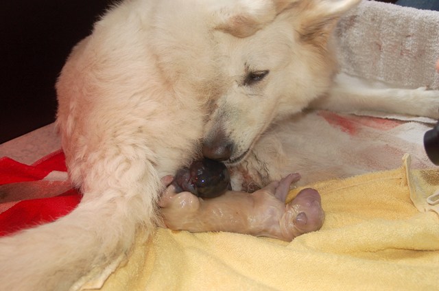 Fotos/NestWillow 2010/nest2010/Geboorte/Anouk van der Zee (33).JPG