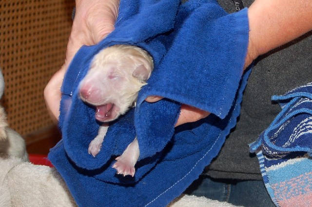 Fotos/NestWillow 2010/nest2010/Geboorte/Anouk van der Zee (34).JPG