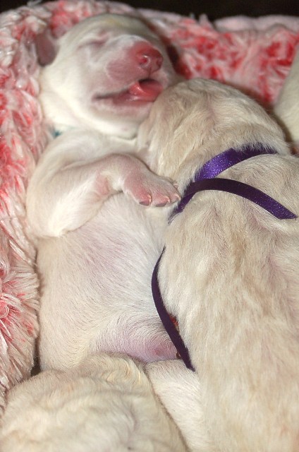 Fotos/NestWillow 2010/nest2010/Geboorte/Anouk van der Zee (35).JPG