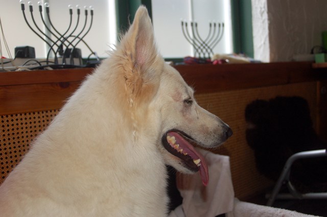 Fotos/NestWillow 2010/nest2010/Geboorte/Anouk van der Zee (36).JPG