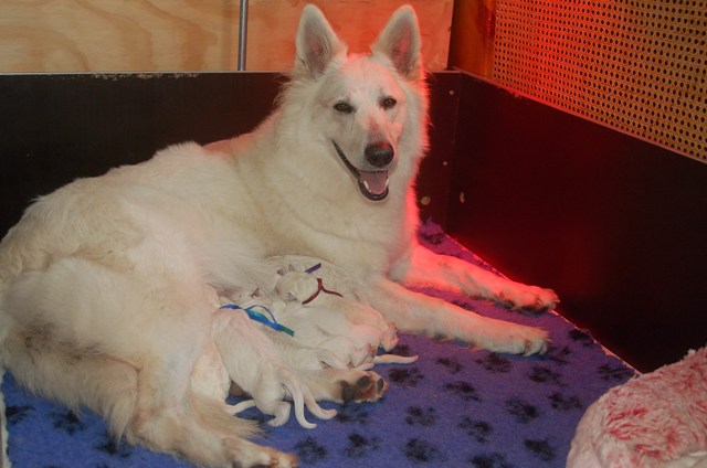 Fotos/NestWillow 2010/nest2010/Geboorte/Anouk van der Zee (37).JPG