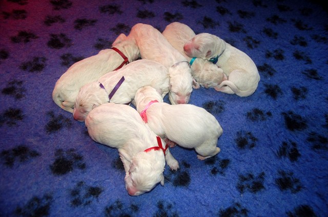 Fotos/NestWillow 2010/nest2010/Geboorte/Anouk van der Zee (39).JPG