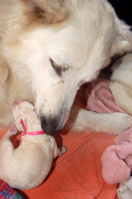 Fotos/NestWillow 2010/nest2010/Geboorte/Anouk van der Zee (4).JPG