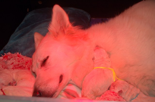 Fotos/NestWillow 2010/nest2010/Geboorte/Anouk van der Zee (41).JPG