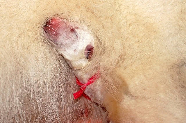 Fotos/NestWillow 2010/nest2010/Geboorte/Anouk van der Zee (5).JPG