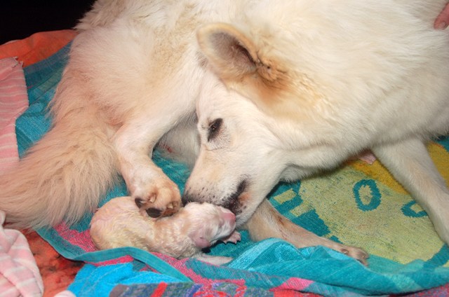 Fotos/NestWillow 2010/nest2010/Geboorte/Anouk van der Zee (7).JPG