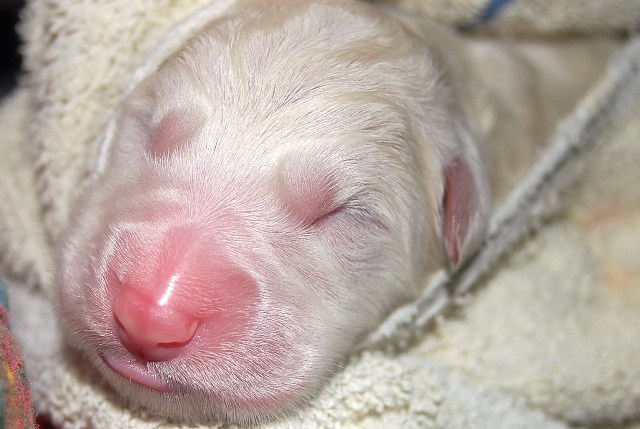 Fotos/NestWillow 2010/nest2010/Geboorte/Anouk van der Zee (8).JPG