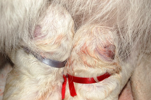 Fotos/NestWillow 2010/nest2010/Geboorte/Anouk van der Zee (9).JPG