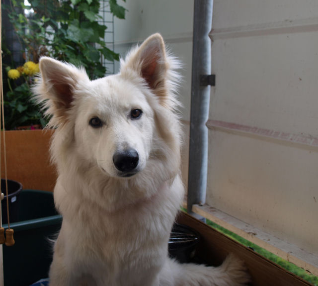 Fotos/2010vervolgJnest/Jade/8 augustus/jade 3.jpg