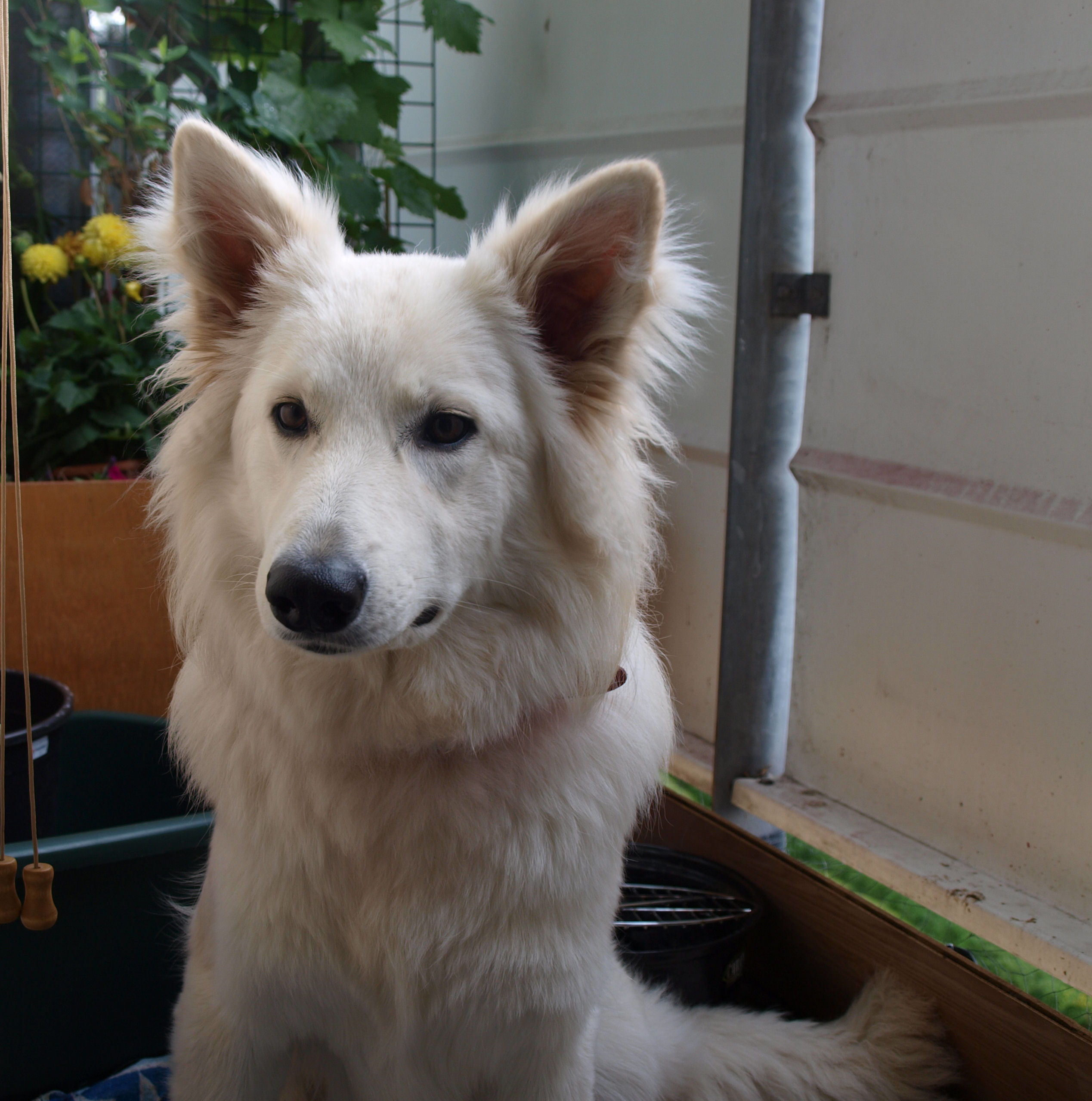 Fotos/2010vervolgJnest/Jade/8 augustus/jade 4.jpg