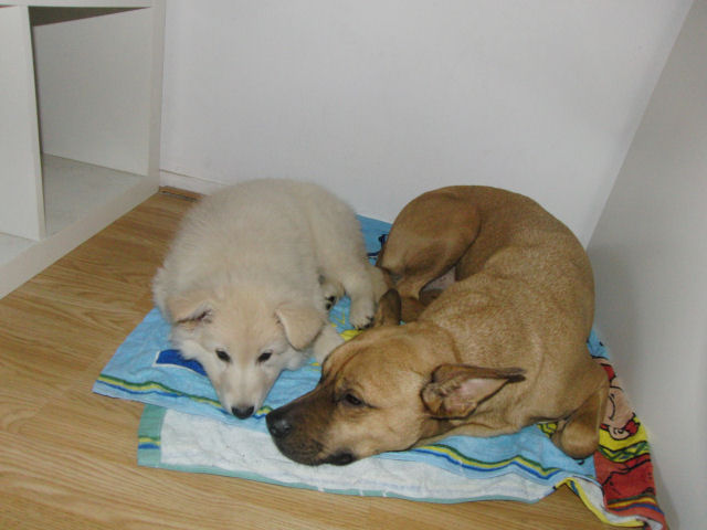 Fotos/2010vervolgJnest/Jade/jade en bo.jpg