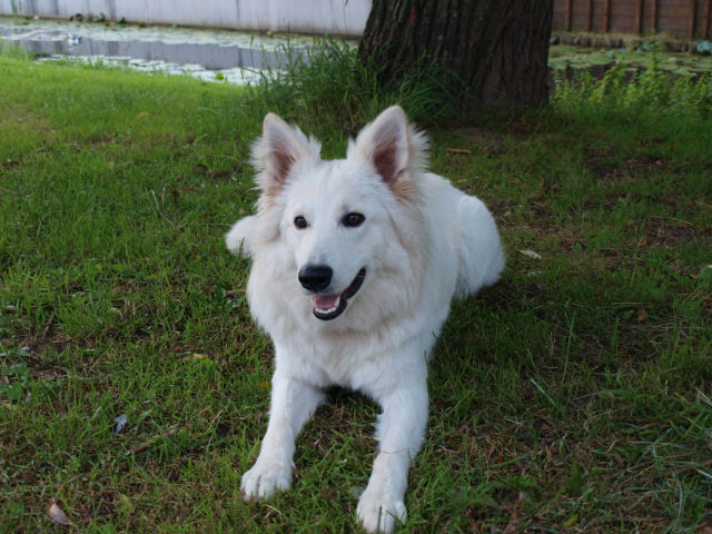 Fotos/2010vervolgJnest/Jade/8 augustus/jade.jpg