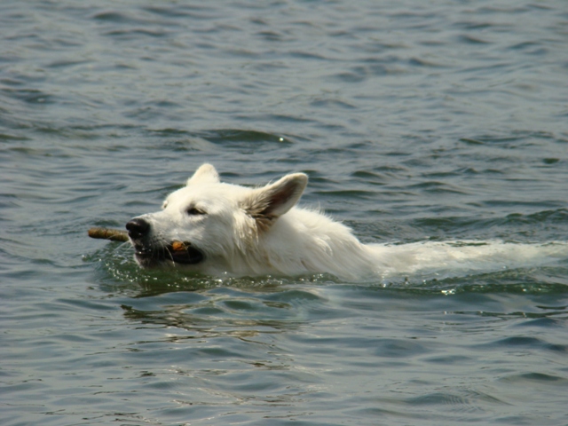 Fotos/2010vervolgJnest/Jae Dunga/DSC09609.jpg