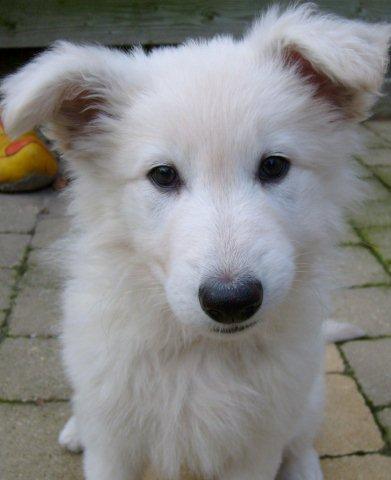 Fotos/2010vervolgJnest/Jara/S6300669 - kopie.JPG