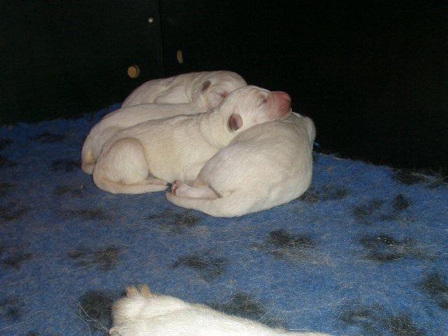 Fotos/NestWillow 2010/nest2010/week1/CIMG1873.jpg