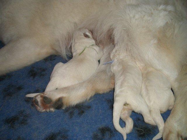 Fotos/NestWillow 2010/nest2010/week1/CIMG1876.jpg